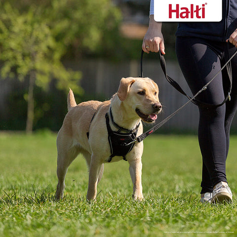 HALTI No Pull Harness Size Medium, Professional Dog Harness to Stop Pulling on the Lead, Easy to Use, Anti-Pull Training Aid, Adjustable, Reflective and Breathable, for Medium Dogs, Black